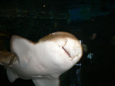 shark, melbourne aquarium
