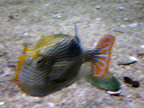 fish, melbourne aquarium