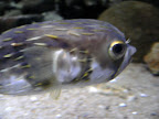 fish, melbourne aquarium
