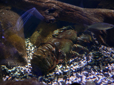 armoured lobster, melbourne aquarium