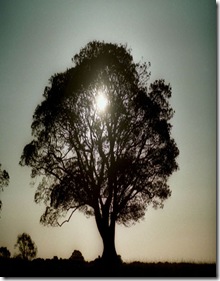 15_19_9---Sycamore-Tree--Northumberland_web