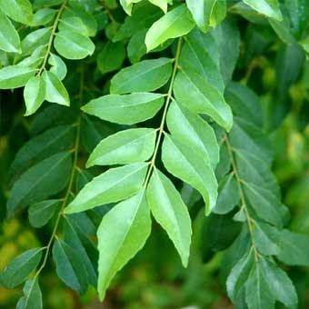[curry leaf - adipatta[5].jpg]