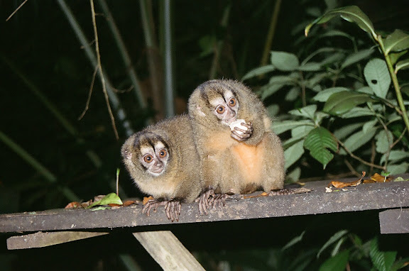 Aotus zonalis en isla Bastimentos Panama, mono nocturno, owl monkey