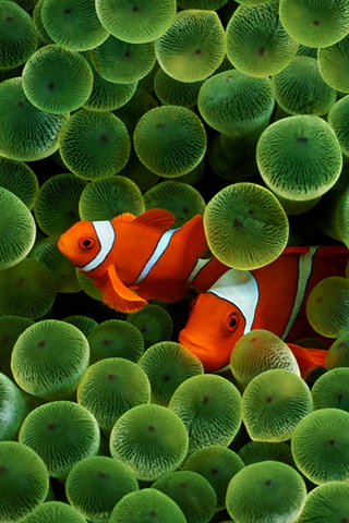 iPhone Wallpapers Scenic ClownFish.jpg IPhoneWallpapers - http://henku.info