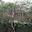 honeysuckle  'Graham Thomas' hedge