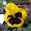 Littlest's Pansies F1 hybrid (Mariposa Yellow Blotch)