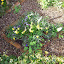 Happibun's Formal garden