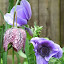 Snake's Head Fritillary