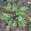 Dwarf Japanese Holly Fern