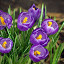 purple crocii
