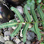 Japanese Wood Fern