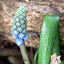 Invasive Grape hyacinths