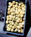 image005.jpg