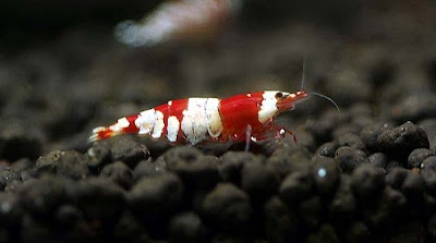 Kinh Nghiệm Nuôi Tép Ong Sinh Sản