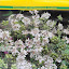 Coriandrum sativum / Coriander / Koriander