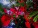 beautiful flowering tree at the gold coast