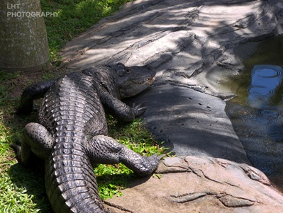 AustraliaZoo_24_10_2007 005_quarter_75_size