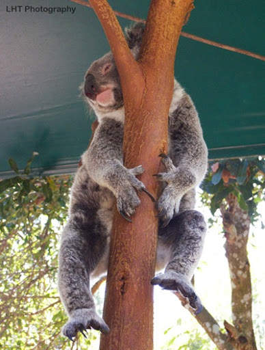 AustraliaZoo_24_10_2007 098_quartersize_WATERMARKED