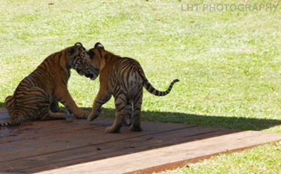 AustraliaZoo_24_10_2007 122_WATERMARKED_quartersize