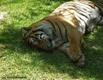 AustraliaZoo_24_10_2007 141_quartersizeWATERMARKED