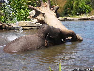 AustraliaZoo_24_10_2007 162