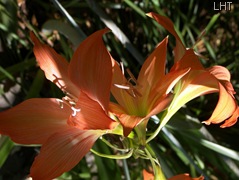 AustraliaZoo_24_10_2007 073