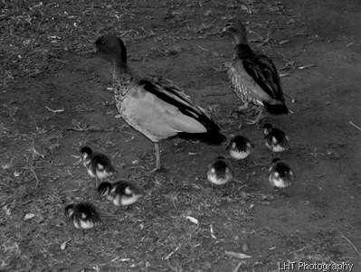 Sunday 8th October Afternoon 059resize black and white