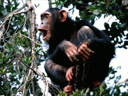 http://lh3.google.com/LisaSmirnoff/RtmoLrKXkgI/AAAAAAAABfo/O3dGWSDGBFU/monkey.jpg?imgmax=512