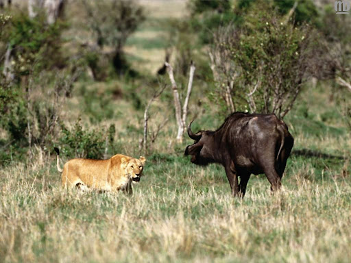 http://lh3.google.com/LisaSmirnoff/RtmoQrKXkiI/AAAAAAAABf4/n1u4fshrBww/lion.jpg?imgmax=512