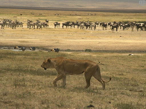 http://lh3.google.com/LisaSmirnoff/RtmoVrKXkjI/AAAAAAAABgA/bEGpUAmafxk/lioness.jpg?imgmax=512