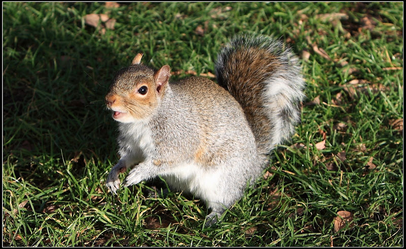 IMAGE: http://lh3.google.com/MattsProPhoto/R3nvTs13c6I/AAAAAAAAAoc/uTHhofV8aus/s800/6K4K1377%20crop.jpg