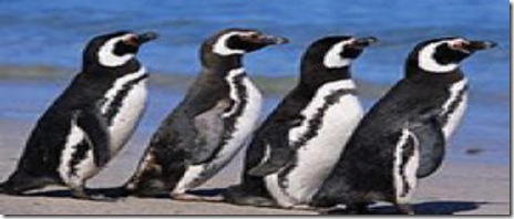 ARG Pinguini 2 O