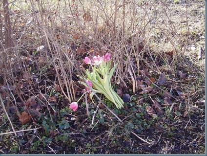 P3080016