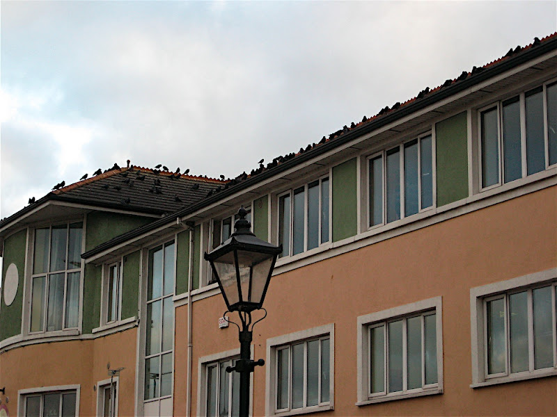 Da crows