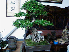 www.RickNakama.com bonsai class