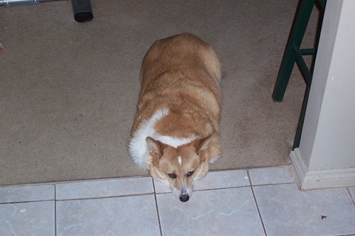 oznolegs