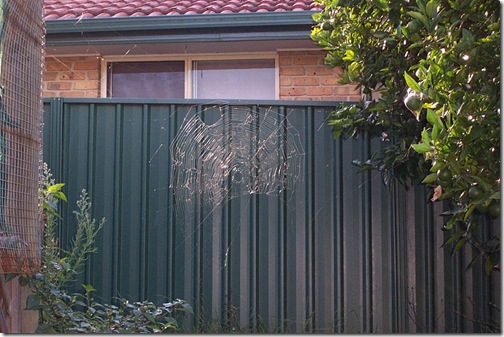 spider web