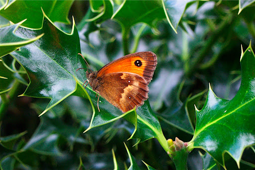 Small Heath butterfly