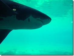 shark