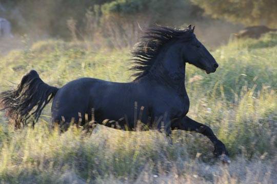 Black Wild Stallion