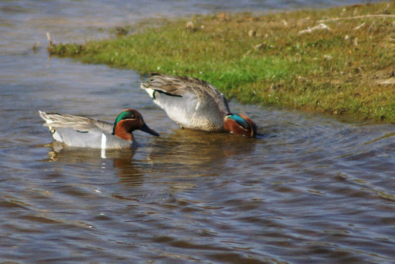 ... Teal,...