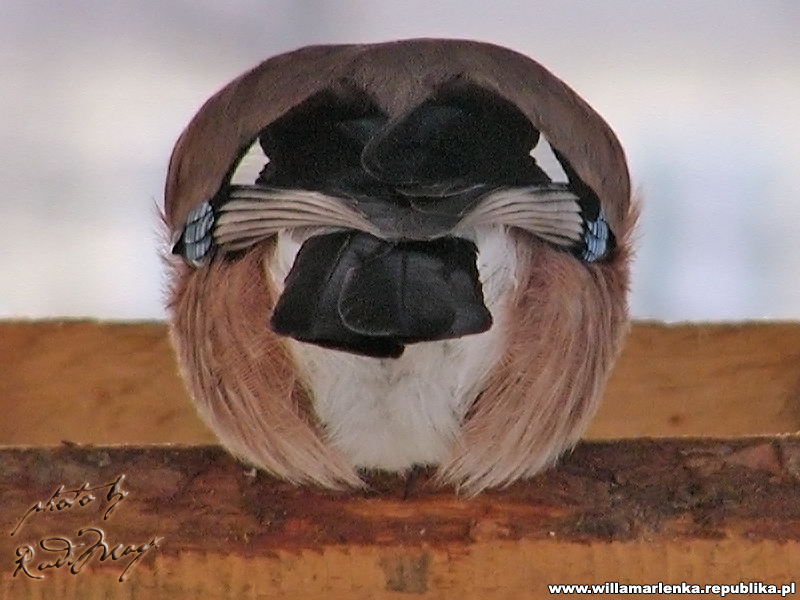 zzz997960.jpg