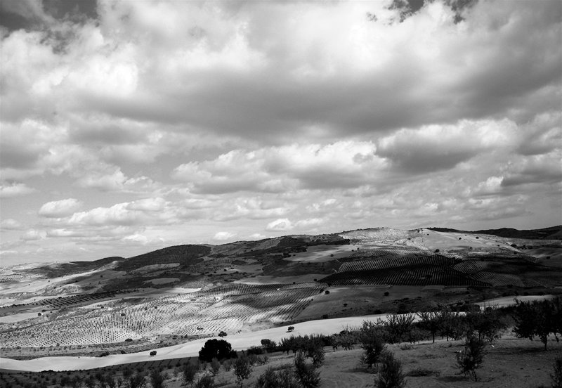 olive groves and clouds; click for previous post