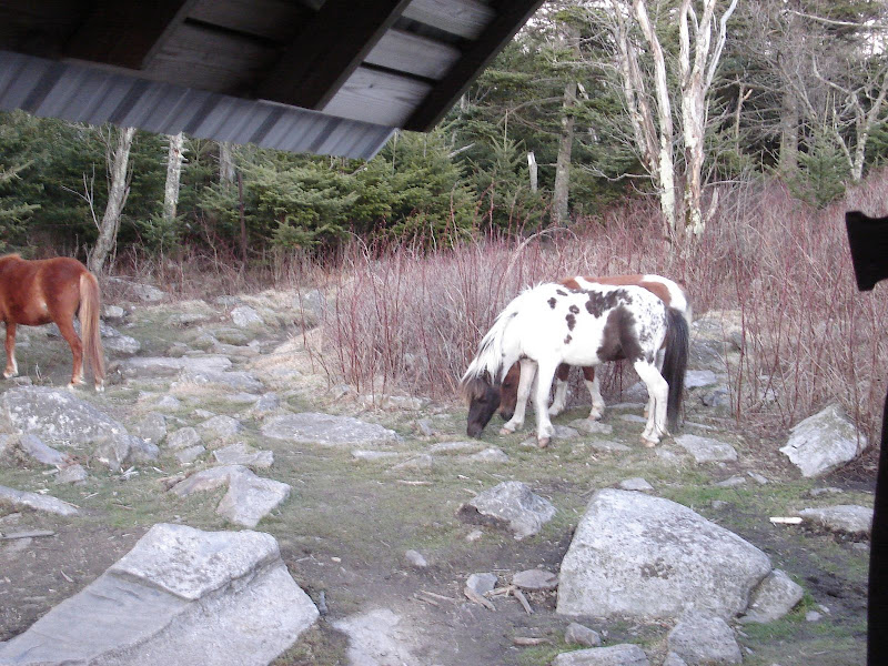 Wild Poni...