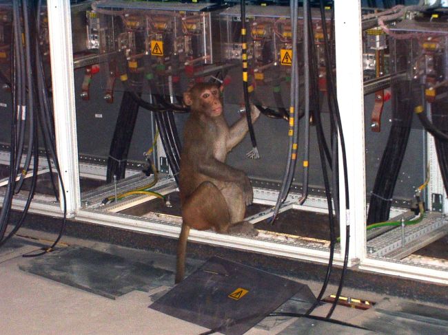 cable monkey
