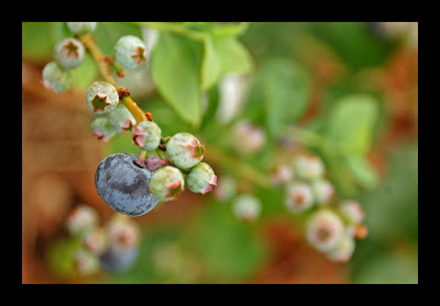 My Emerald blueberry My Emerald blueberry