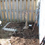 Lady Ridger's Backyard garden
