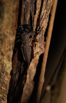 escorpion-malayo