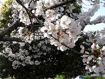 hanami 花見 parque 公園 park sakura 桜 cerezo cherry tree