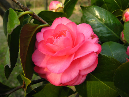 http://lh3.google.com/anikox/R-BsLSBpOBI/AAAAAAAABls/jzYdZv9SIY4/IMG_1999.JPG?imgmax=512